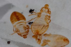 Does UV Light Kill Bed Bugs? [Answered] - ClairOliviaWayman