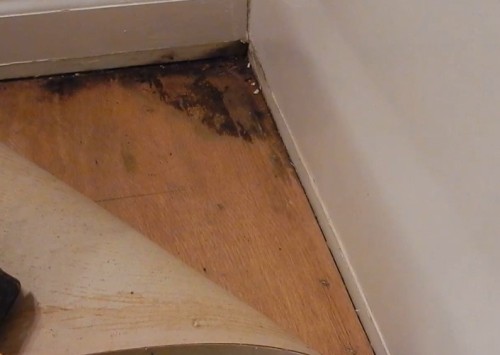 Mold Under Laminate Flooring, Mold Under Wood Laminate Flooring